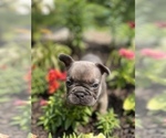 Small Photo #5 French Bulldog Puppy For Sale in HUDSONVILLE, MI, USA