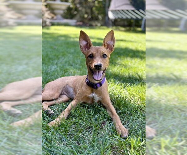 Medium Photo #11 Mutt Puppy For Sale in Sandy, UT, USA