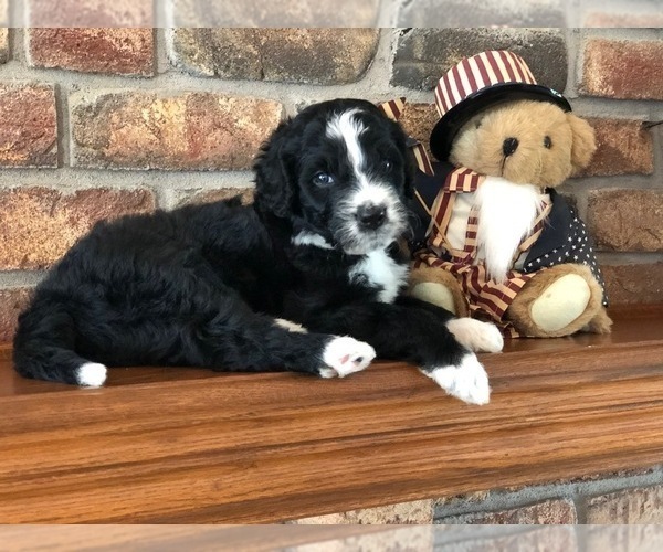 Medium Photo #30 Bernedoodle Puppy For Sale in BRYANT, IA, USA