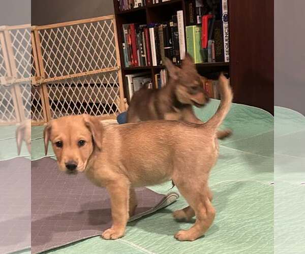 Medium Photo #2 Australian Shepherd-Unknown Mix Puppy For Sale in Mechanicsburg, PA, USA