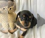 Small Photo #2 Chiweenie Puppy For Sale in SHILOH, OH, USA