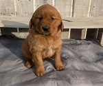 Small #1 Golden Retriever