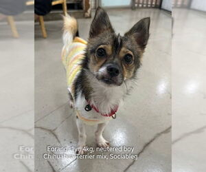 Chihuahua-Unknown Mix Dogs for adoption in Agoura Hills, CA, USA
