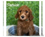 Small Photo #2 Australian Labradoodle Puppy For Sale in GLADSTONE, OR, USA