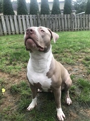 Mother of the American Bully puppies born on 12/18/2018