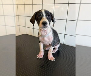 Chihuahua Dogs for adoption in Downey, CA, USA