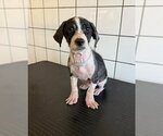 RIPLEY - Female Chihuahua Dog for Adoption - Small photo