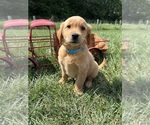 Small #2 Golden Retriever