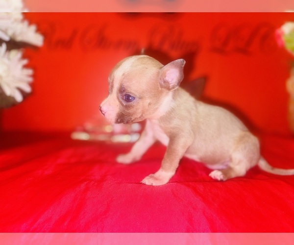 Medium Photo #1 American Pit Bull Terrier Puppy For Sale in TRENTON, NJ, USA