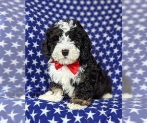Bernedoodle Puppy for sale in CHRISTIANA, PA, USA