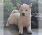 Small #4 Shiba Inu