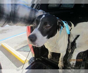 American Pit Bull Terrier Dogs for adoption in Ocala, FL, USA