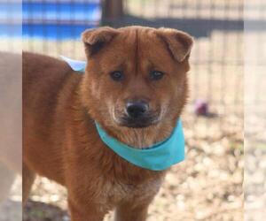 Chow Chow-Unknown Mix Dogs for adoption in San Antonio, TX, USA