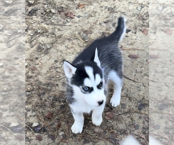 Medium Photo #2 Siberian Husky Puppy For Sale in WILLIAMSBURG, VA, USA