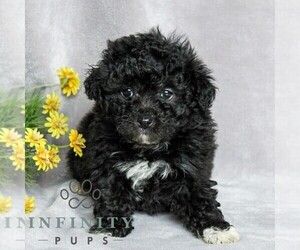 Poovanese Puppy for sale in NEWMANSTOWN, PA, USA