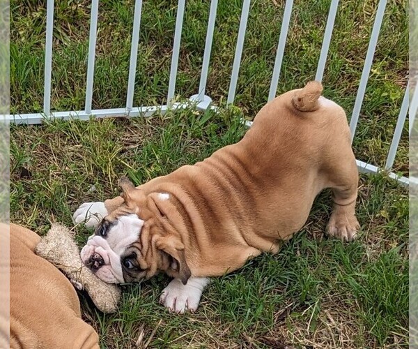 Medium Photo #1 Bulldog Puppy For Sale in GREEN FOREST, AR, USA