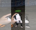 Small #1 Boston Terrier