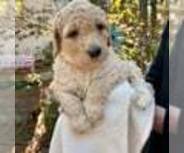 Medium Photo #2 Labradoodle Puppy For Sale in PINEHURST, TX, USA