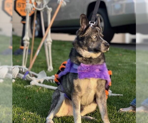 Medium Photo #13 - Mix Puppy For Sale in Brooklyn Center, MN, USA