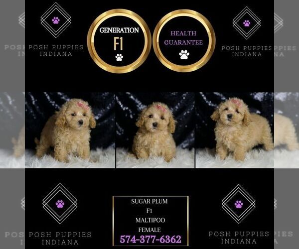 Medium Photo #58 Maltipoo (Miniature) Puppy For Sale in WARSAW, IN, USA