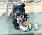 Small #1 American Staffordshire Terrier Mix