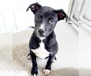 Labrador Retriever Dogs for adoption in Houston, TX, USA