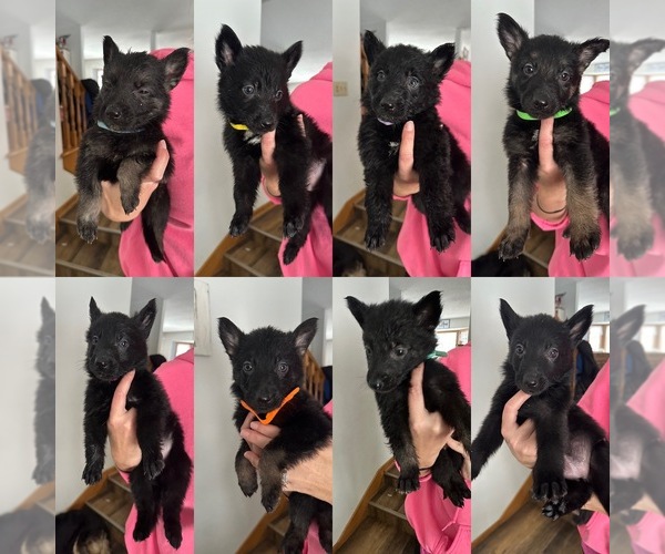 Medium Photo #1 German Shepherd Dog Puppy For Sale in PRINCETON, MN, USA