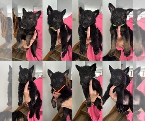 German Shepherd Dog Puppy for sale in PRINCETON, MN, USA