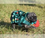 Small #8 Pug