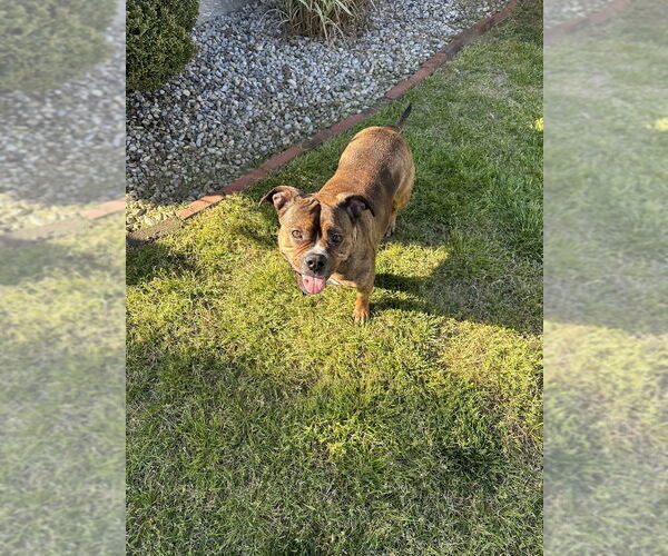 Medium Photo #5 American Pit Bull Terrier-Bulldog Mix Puppy For Sale in Wenonah, NJ, USA