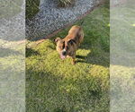 Small #4 American Pit Bull Terrier-Bulldog Mix