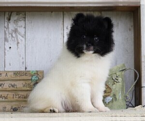 Pomeranian Puppy for sale in FREDERICKSBG, OH, USA