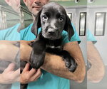 Small #1 Mutt