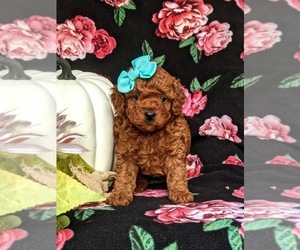 Poodle (Toy) Puppy for sale in KIRKWOOD, PA, USA