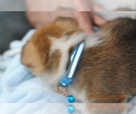 Small Photo #7 Pembroke Welsh Corgi Puppy For Sale in FALLS CITY, OR, USA