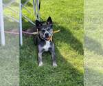 Small #2 American Pit Bull Terrier Mix