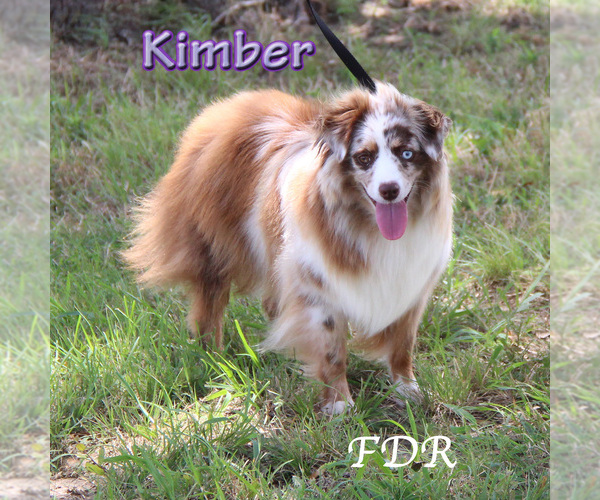 Medium Photo #1 Miniature Australian Shepherd Puppy For Sale in FORESTBURG, TX, USA