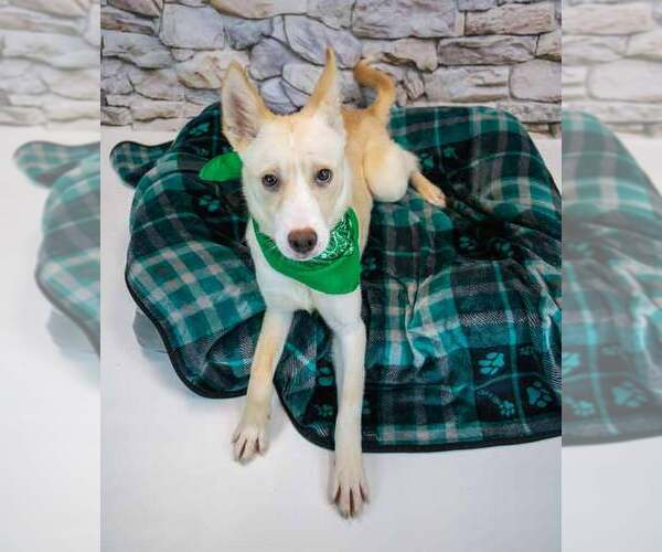 Medium Photo #2 Mutt Puppy For Sale in Kennesaw, GA, USA