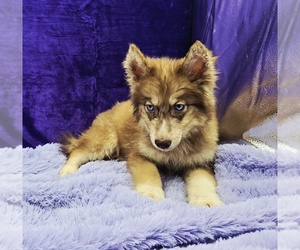 Siberian Husky Puppy for sale in SANDY HOOK, KY, USA