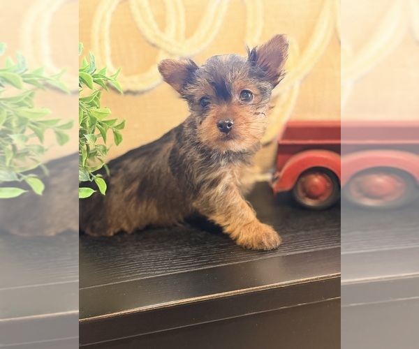 Medium Photo #4 Yorkshire Terrier Puppy For Sale in MADERA, CA, USA