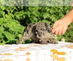 Small #2 Poodle (Toy)