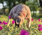Small Photo #25 Cane Corso Puppy For Sale in BANGS, TX, USA