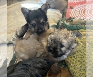 Yoranian Puppy for sale in GLOUCESTER, VA, USA