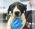 Small #1 Mutt