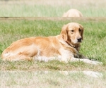 Small Photo #1 Golden Retriever Puppy For Sale in BLANCHARD, ID, USA
