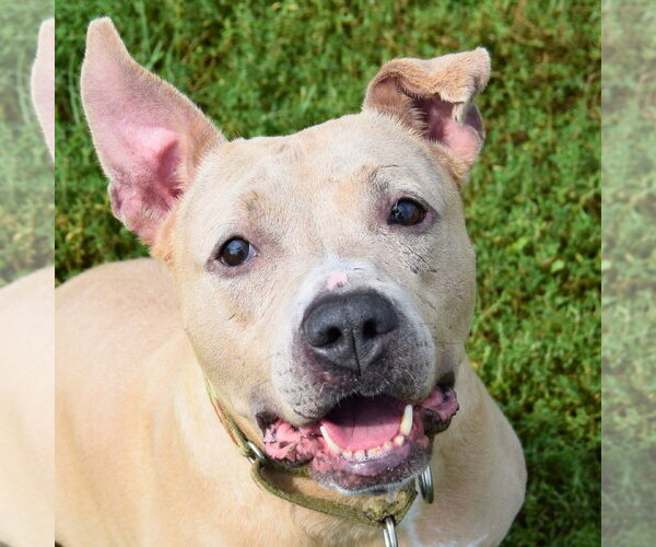 Medium Photo #2 American Bulldog-American Staffordshire Terrier Mix Puppy For Sale in Huntley, IL, USA