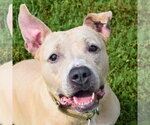 Small #1 American Bulldog-American Staffordshire Terrier Mix