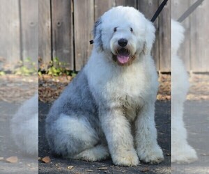 Mother of the Old English Sheepdog puppies born on 11/28/2022