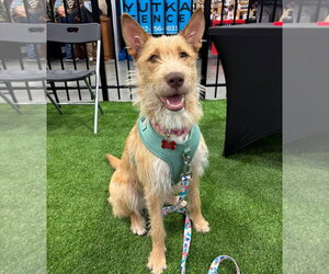 Mutt Dogs for adoption in Grafton, WI, USA