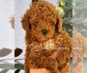 Poodle (Toy) Puppy for sale in ORLANDO, FL, USA